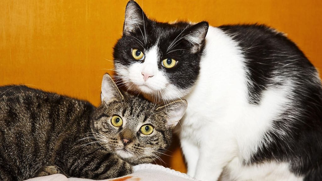 Kissoja Helsingin eläinsuojeluyhdistys HESYn Eläinsuojelukeskuksessa.