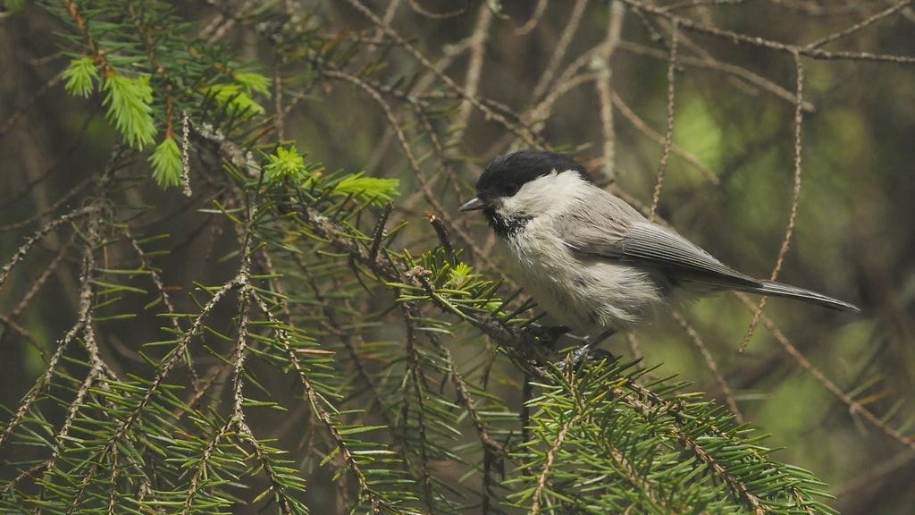 Erittäin uhanalaiseksi lajiksi luokitellun hömötiaisen kanta on romahtanut Suomessa kolmannekseen.