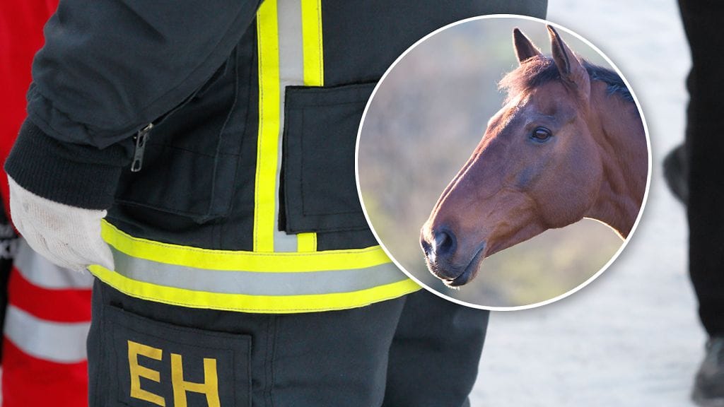 Kuvituskuvaa pelastuslaitosesta ja hevosesta. Kuvan hevonen ei liity tapaukseen.