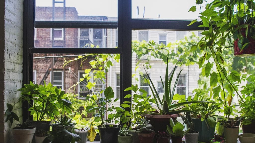 Viherkasvit ikkunassa
