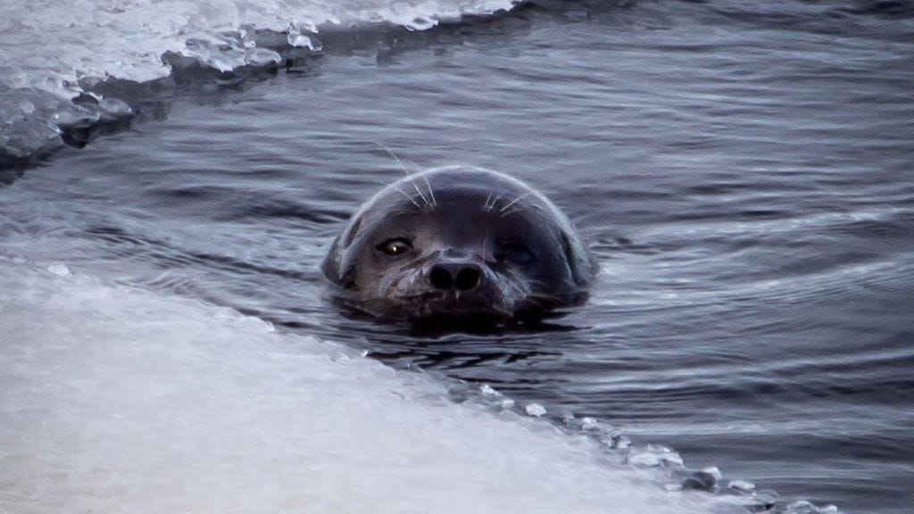 Nuori saimaannorppa on hukkunut kalaverkkoon Puumalassa. Asiasta kertoo Metsähallitus. Kuvituskuvassa Joni Taskisen kuvaama saimaannorpan Savonlinnan jäiltä.