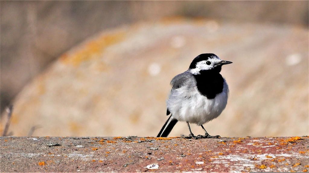 "Kuu kiurusta kesään, puolikuuta peipposesta, västäräkistä vähäsen", todetaan vanhassa sananlaskussa. Tämä ei täysin enää pidä paikkaansa, sillä västäräkkiä on tavattu jo eri puolilla maata. Kuvassa lukijan ikuistama västäräkki.