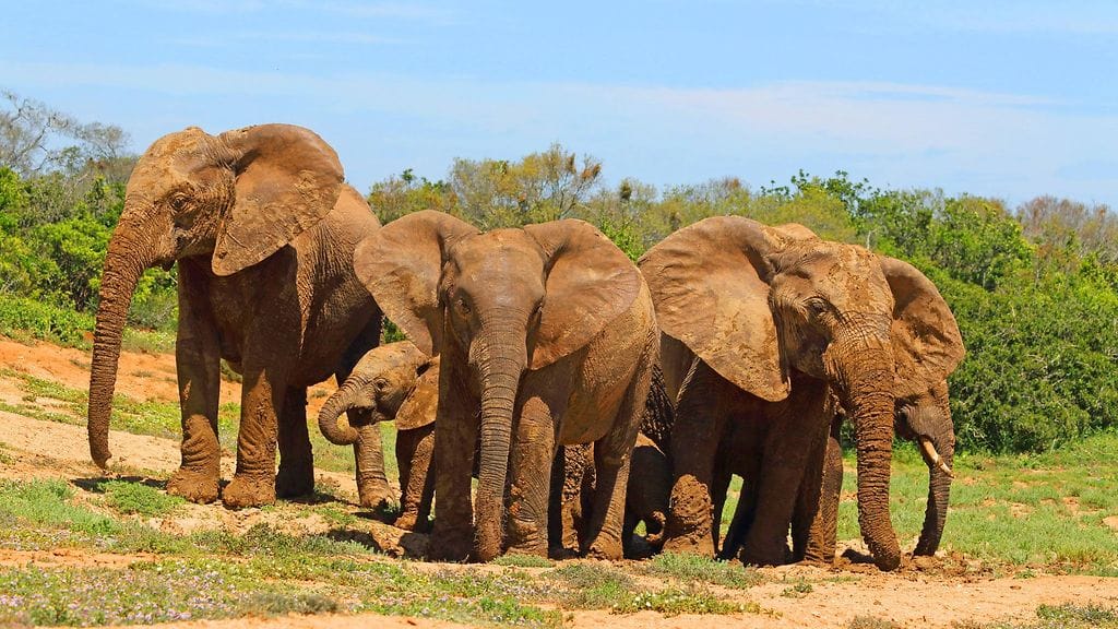 Sotilaat eivät olleet huomanneet laumaa korkean ruohon takia.