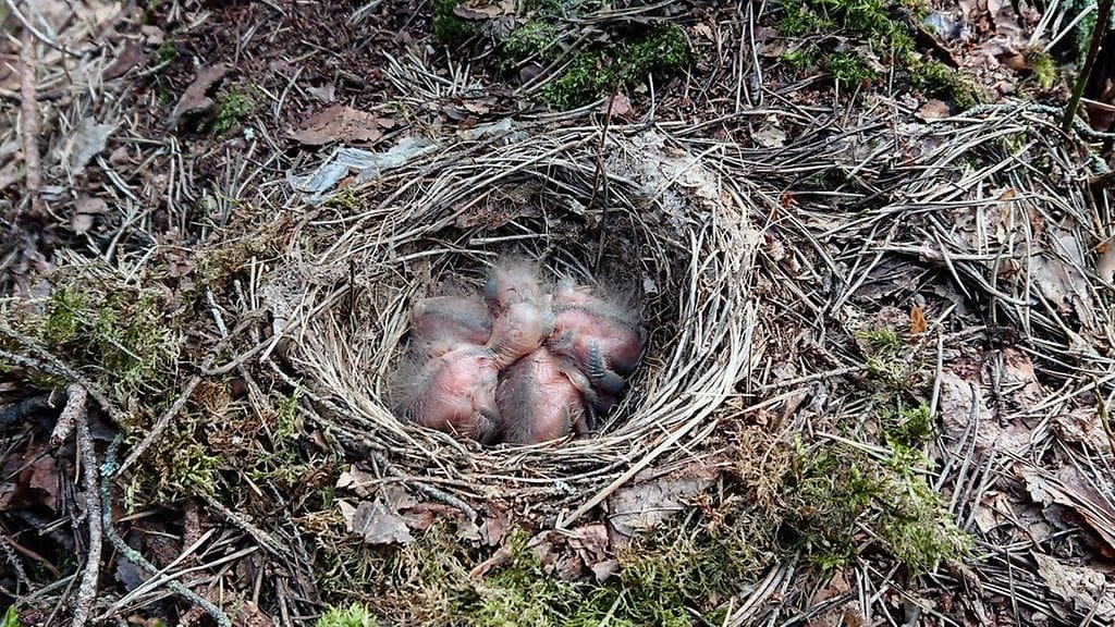 Pesä maassa on alttiina monille vaaroille. Luonto-opas Sonja Lahtisen kuvaamassa mustarastaan pesässä oli 4 untuvikkoa.