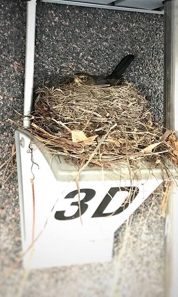 Mustarastaan pesä kerrostalon rappukäytävän ulkovalon päällä