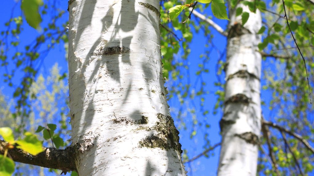 Juhannuksena koivut koristavat suomalaisten ovenpieliä.