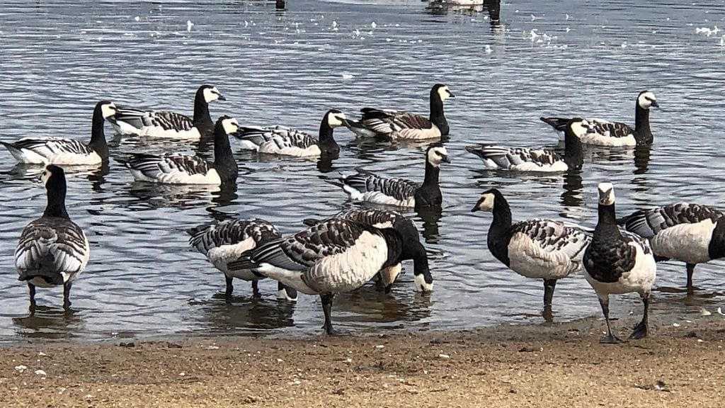 valkoposkihanhi, hanhi, valkoposkihanhet