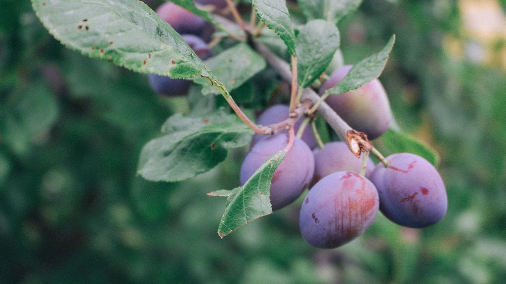 sivumaku-puutarha-luumut