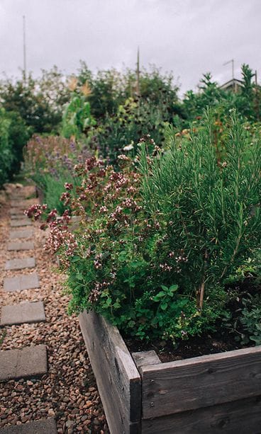 sivumaku-puutarha-rosmariini