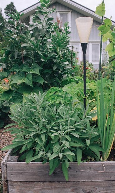 sivumaku-puutarha-salvia