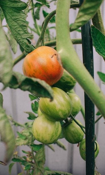 sivumaku-puutarha-tiikeritomaatti-tigerella