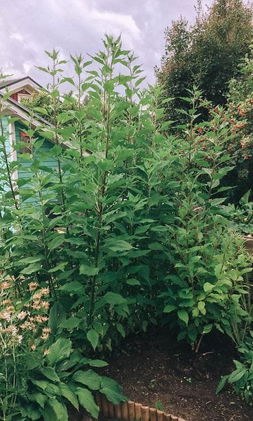 sivumaku-puutarha_maa-artisokka