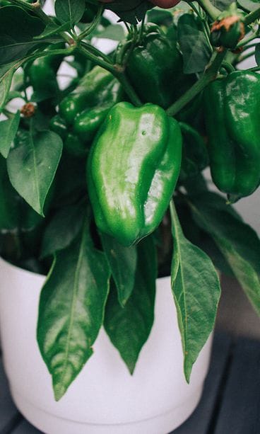 sivumaku-puutarha-chili