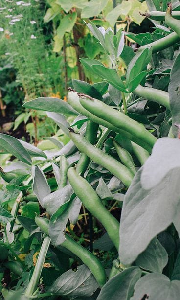 sivumaku-puutarha-harkapapu