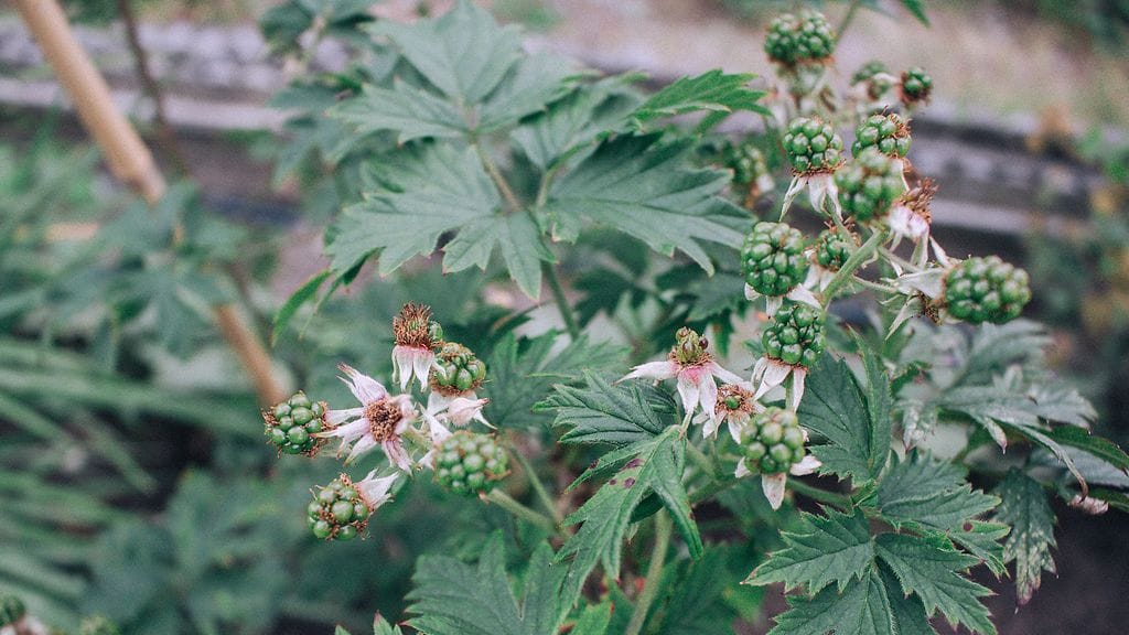 sivumaku-puutarha-karhunvadelma