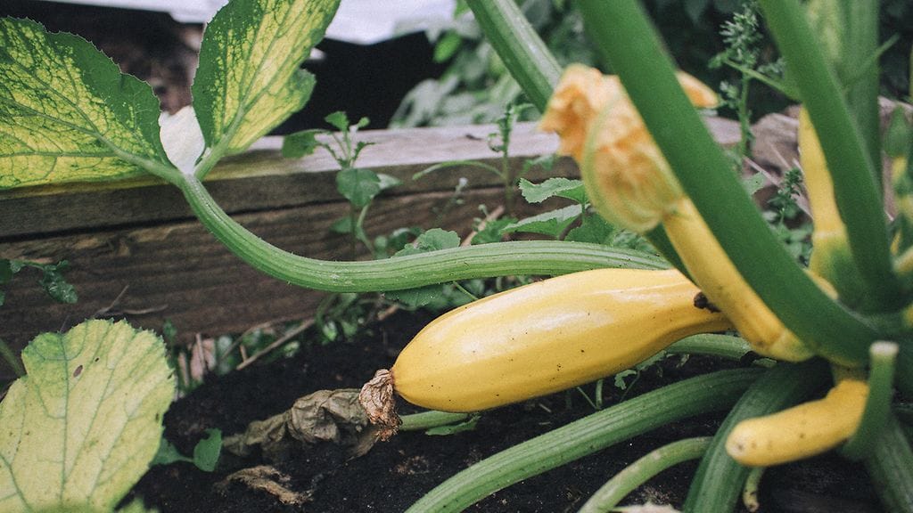 sivumaku-puutarha-kesakurpitsa