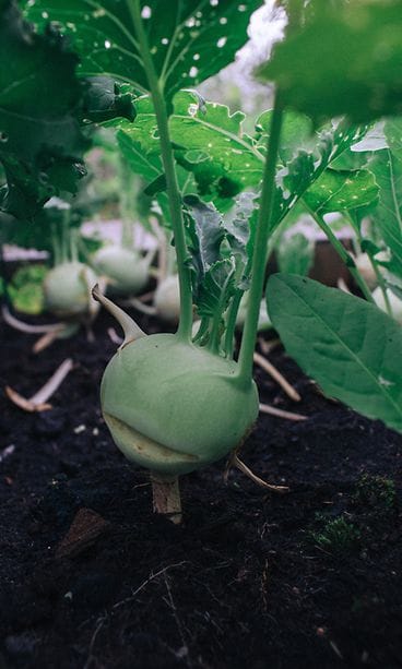 sivumaku-puutarha-kyssakaali