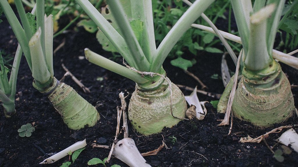 sivumaku-puutarha-lanttu
