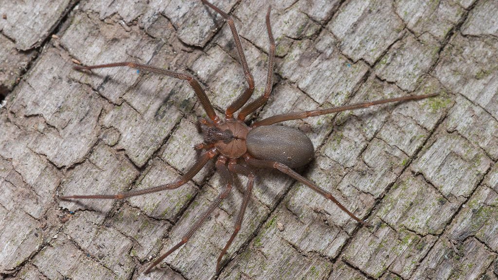 Tällainen hämähäkki yhdysvaltalaisen Susien korvasta löytyi.