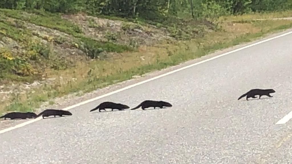 eeva mänty, saukko, minkki