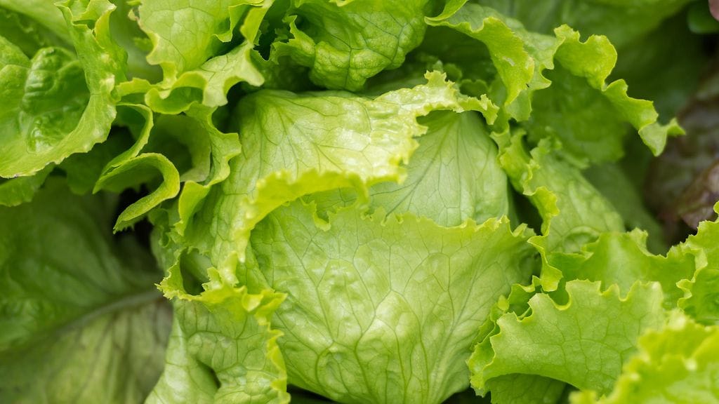 Jääsalaatti on Suomen suosituin salaatti.