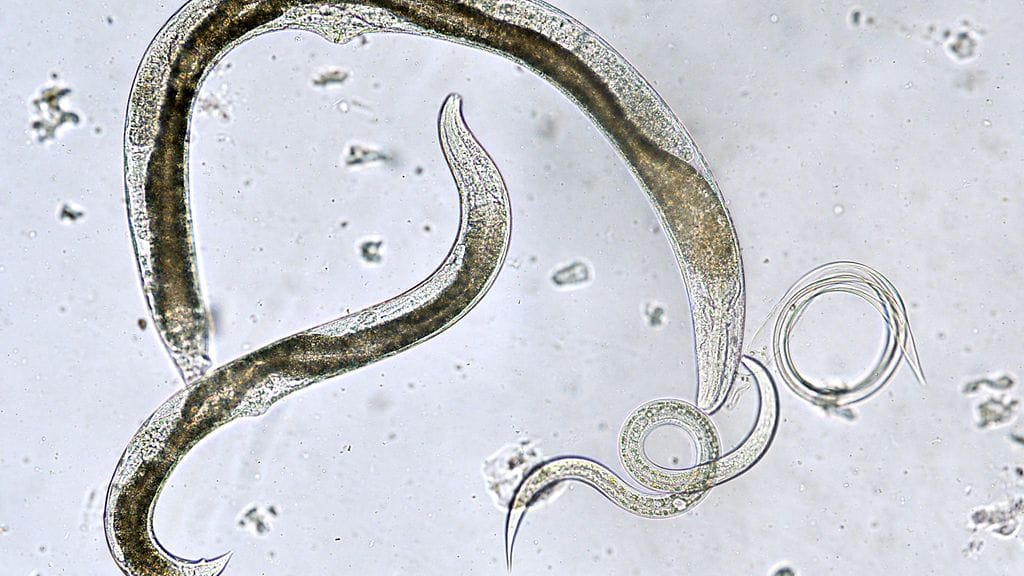 shutterstock_70434394