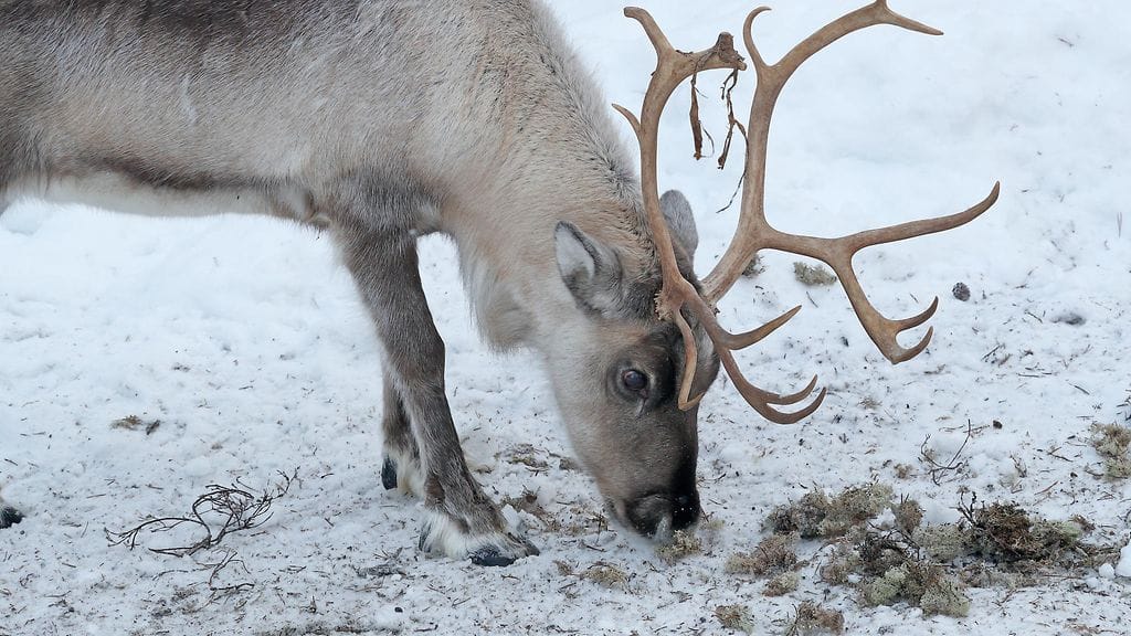 Kuvituskuva. Kuvan poro tai jäkälä eivät liity juttuun. Kuvassa Ranuan eläinpuiston poro syö aitauksessa sille tarjoiltua jäkälää. AOP.