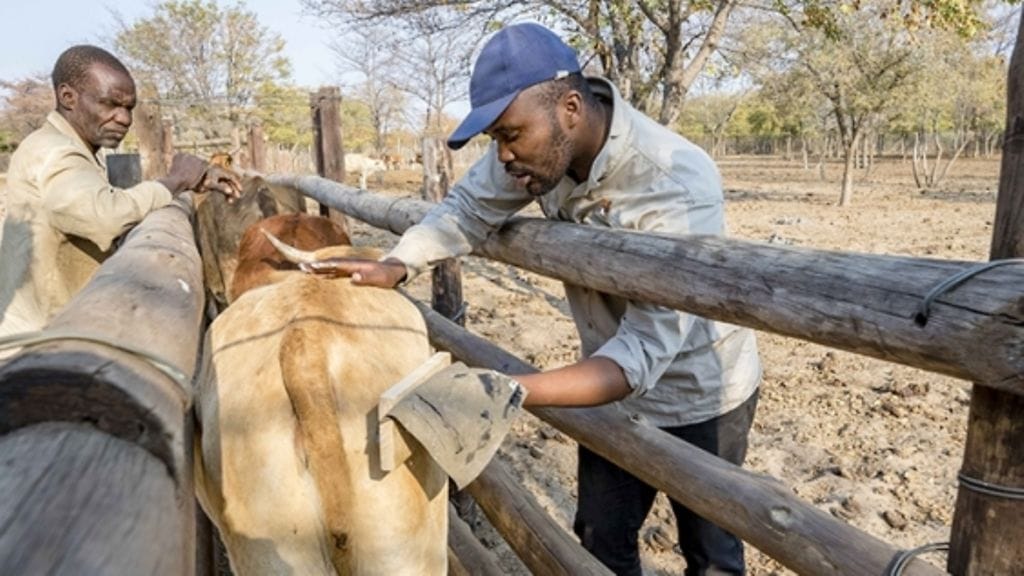 Paikalliset maanviljelijät tutkivat karjaan maalattuja silmiä.