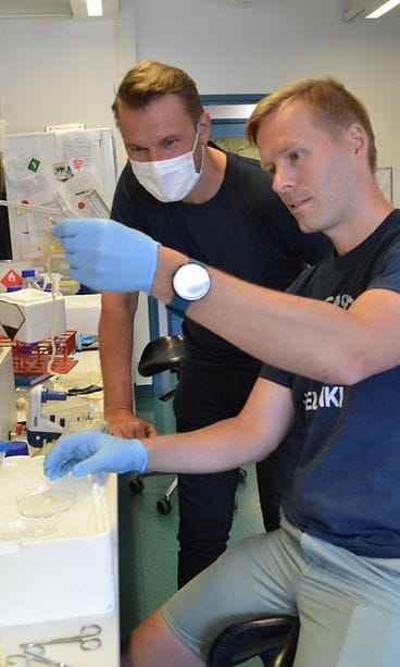 Tutkimusryhmä on käyttänyt aineistonaan hiiriä ja ihmisperäistä materiaalia. Pekka Katajisto (takana) seuraa, kun Nalle Pentinmikko valmistelee vanhasta hiirestä eristettyä ohutsuolta. (Kuva: Martti Ahlstén.)