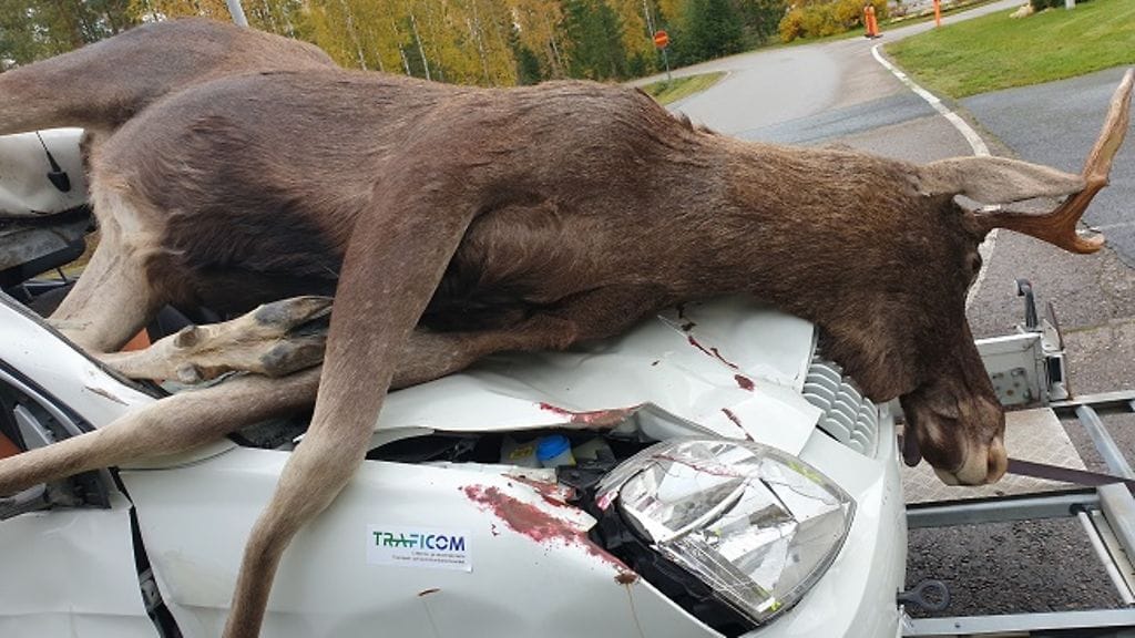 traficom hirvi hirvikolari