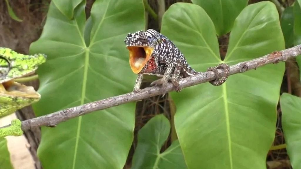 CNN ja Youtube: Kameleontti, kauan kadoksissa ollut