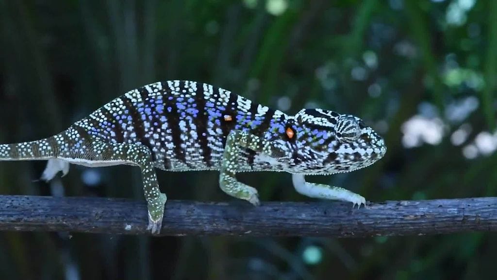 Youtube, CNN: Kameleontti