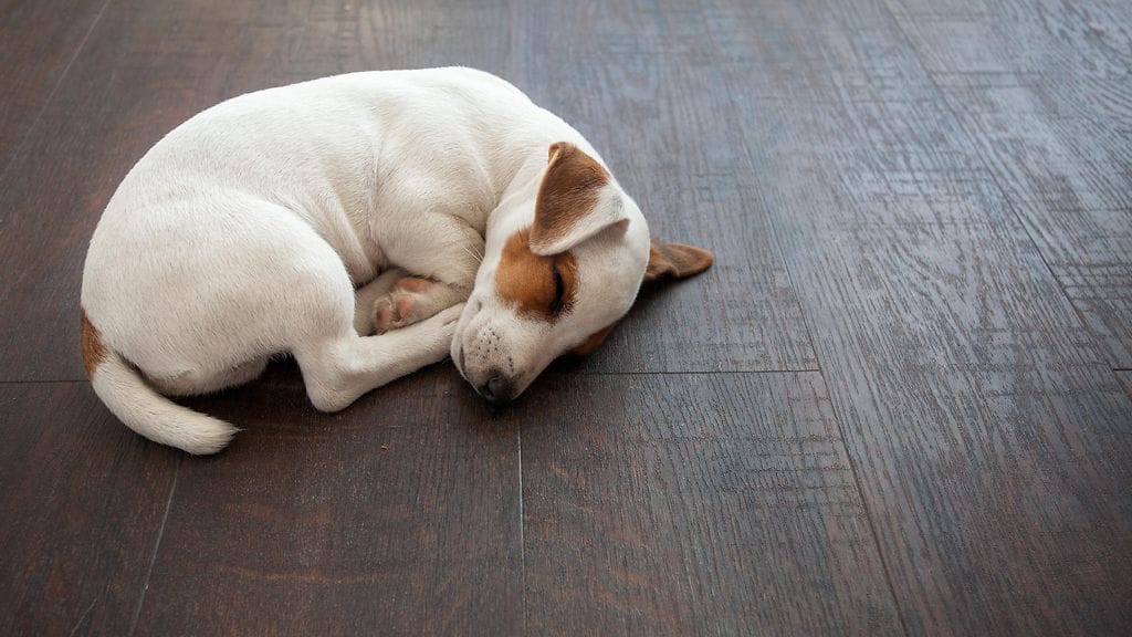 koira nukkuu lattialla