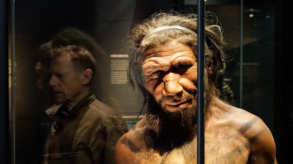 Neanterdalinihmisen rekonstruktio belgialaisessa museossa. Kuvituskuva / AOP