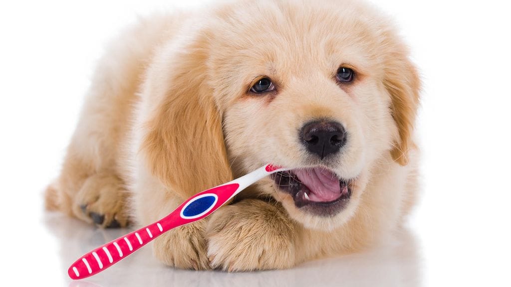 koira hampaiden harjaus