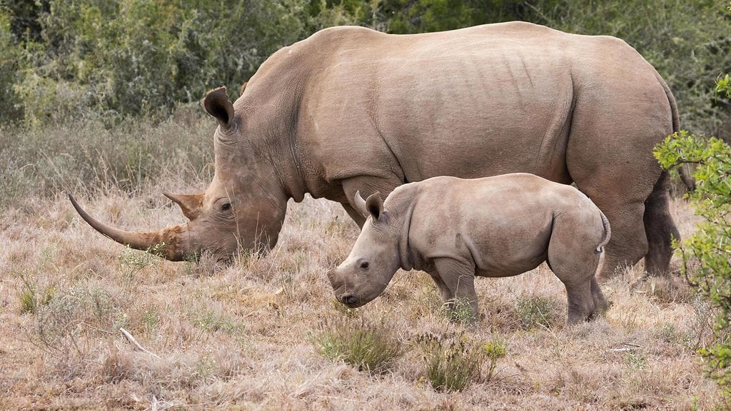 Operaatiossa sarvikuonon sarveen porataan reikä ja sen jälkeen radioaktiivinen aine ruiskutetaan paikalleen. Kuvituskuva.