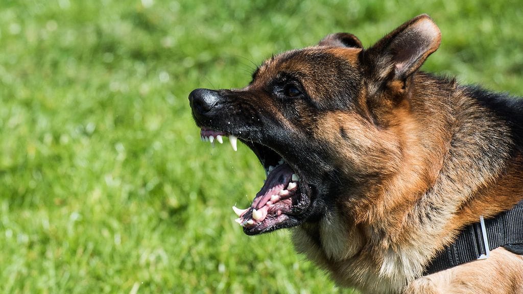 Kuvan koira ei liity tapaukseen.