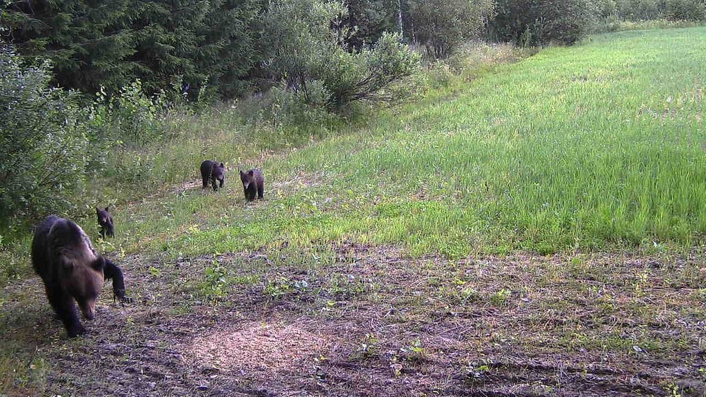 Poliisin julkaisemaa kuvaa karhuista.