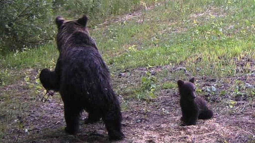 Karhut Joensuun alueella poliisi kuvaa 2