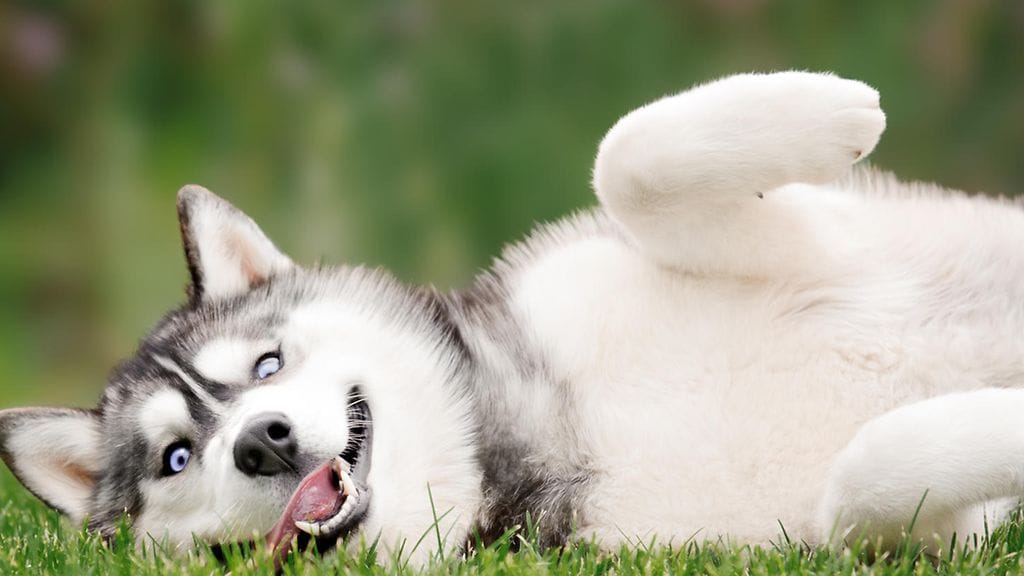 Huskyn käytös on naurattanut somessa. Kuvituskuva.