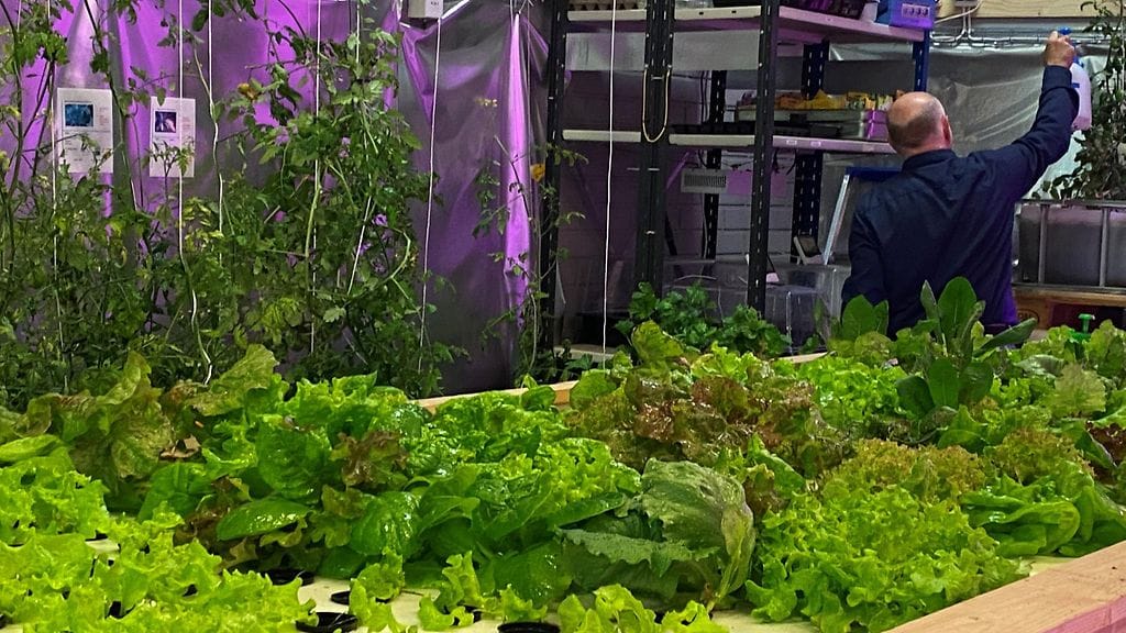 Ravintolan kasvihuone, Espoo, salaatit