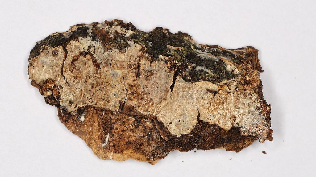 Proterochaete adusta_Kuhmo_Kuva Jari Julkunen