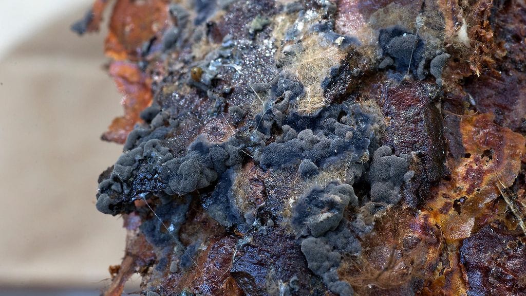 Pseudotomentella alobata_Kajaani_Kuva Teppo Helo