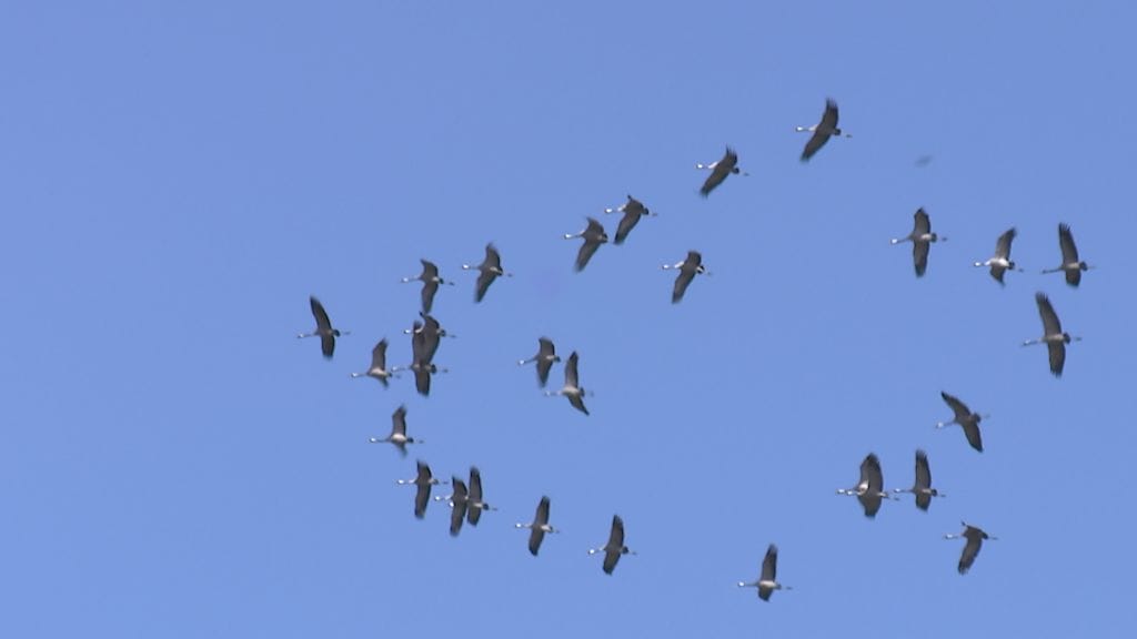 Muuttolinnut, lintuaura