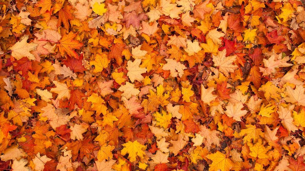 Syksyn lehtiä. Kuvituskuva.