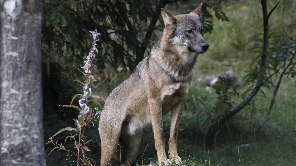 Kuvan sujsi ei liity tapaukseen. Kuvituskuva.