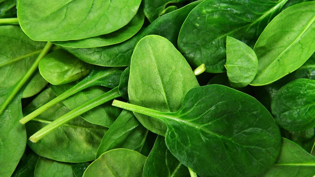 Ainakin yhdeksän ihmistä on kärsinyt vakavista oireista syötyään myrkyllistä pinaattia.