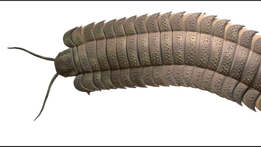 Cambridge Arthropleura-fossiili