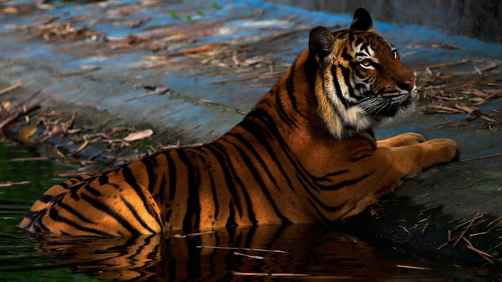 Malakantiikeri eläintarhassa Kuala Lumpurissa, Malesiassa. Kuvan malakantiikeri ei liity uutiseen.