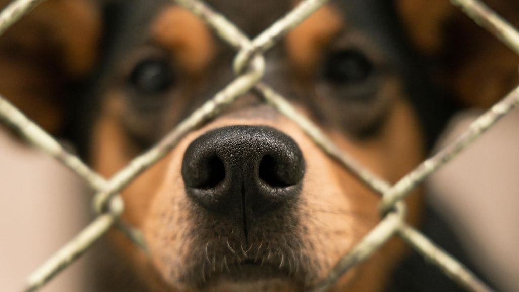 Miehen kuljettamassa autossa oli 32 rescue-koiraa matkalla Moskovasta Baltian kautta Suomeen. Yhteensä kymmenen koiraa kuoli kuumuuden aiheuttamiin oireisiin kuljetuksen vuoksi. Kuvituskuvan koira ei liity tapaukseen.